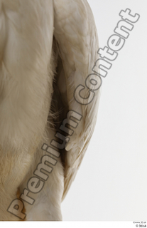 Stork  2 chest wing 0001.jpg